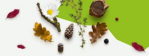 Header homepage